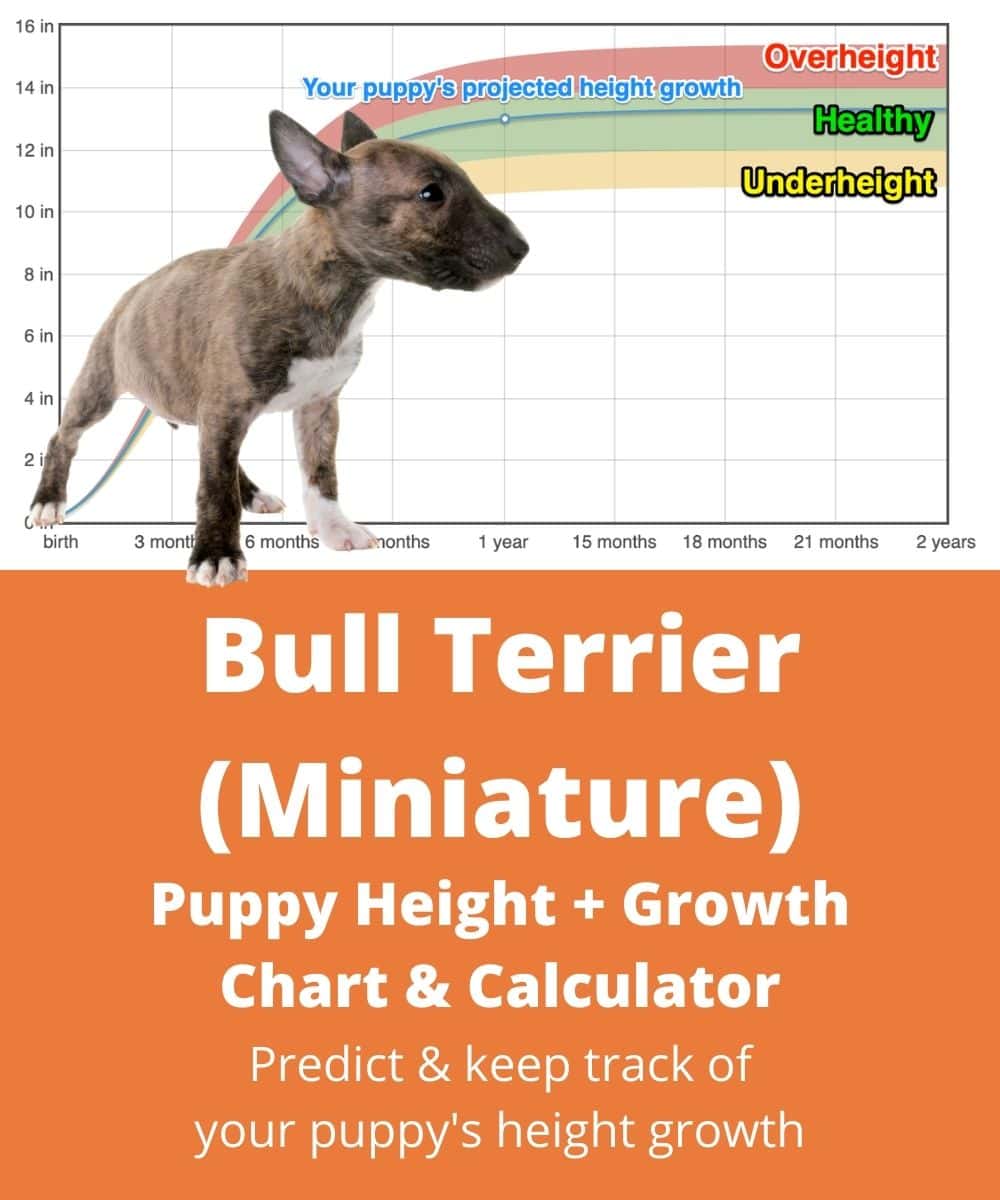 Mini bull terrier sales height